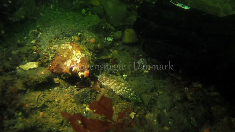 Aeolidia papillosa - Ammoniakhavnen - Foto: Jens Egon Jørgensen