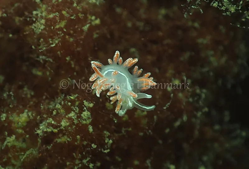 Gulenia sp. - Ammoniakhavnen - Foto: Jens Egon Jørgensen