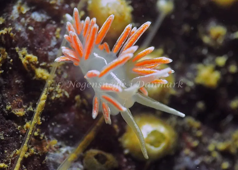 Gulenia monicae - Lyngsbo Strand - Foto: Jens Egon Jørgensen