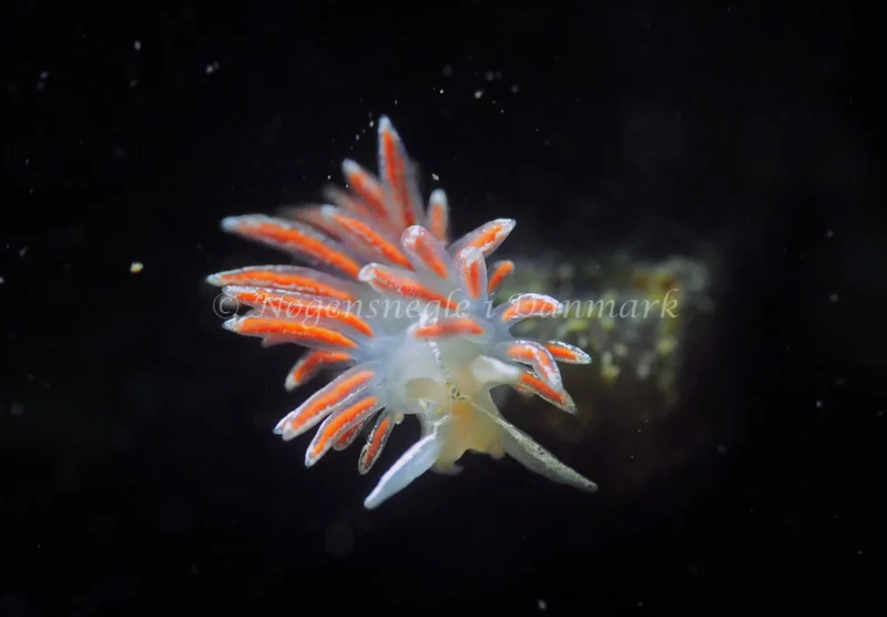 Gulenia monicae - Lyngsbo Strand - Foto: Jens Egon Jørgensen