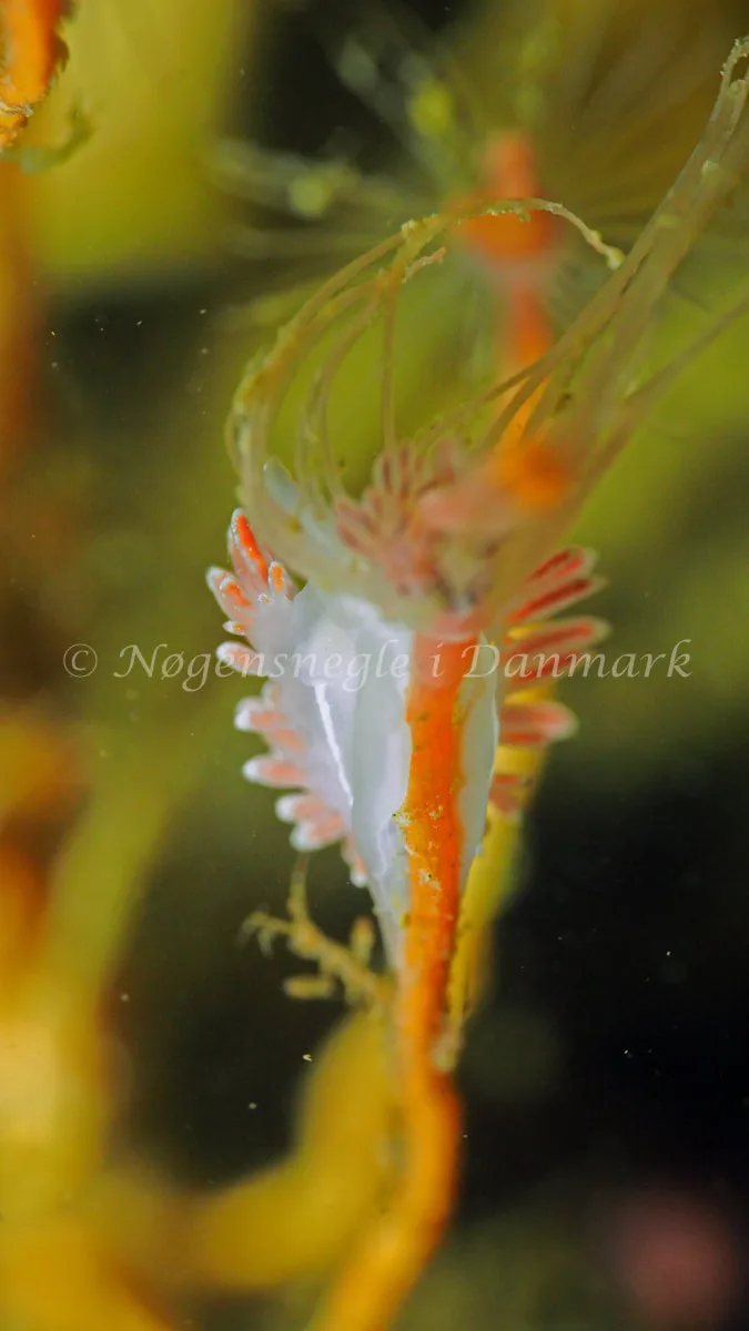 Gulenia monicae - Lyngsbo Strand - Foto: Jens Egon Jørgensen
