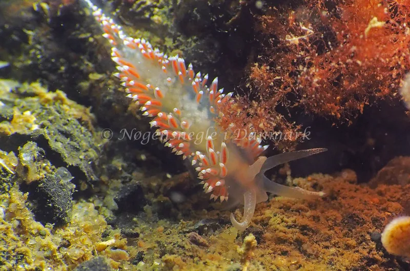 Coryphella verrucosa - Lyngsbo Strand - Foto: Jens Egon Jørgensen