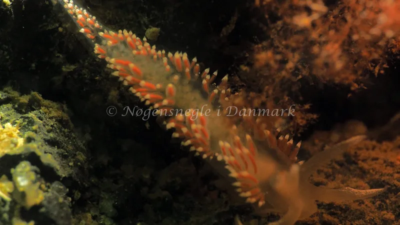 Coryphella verrucosa - Lyngsbo Strand - Foto: Jens Egon Jørgensen