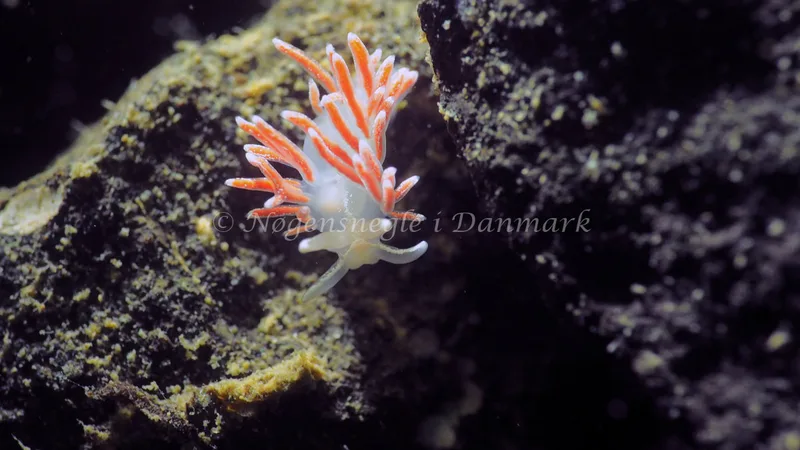 Gulenia monicae - Lyngsbo Strand - Foto: Jens Egon Jørgensen