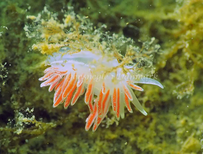 Gulenia monicae - Lyngsbo Strand - Foto: Jens Egon Jørgensen