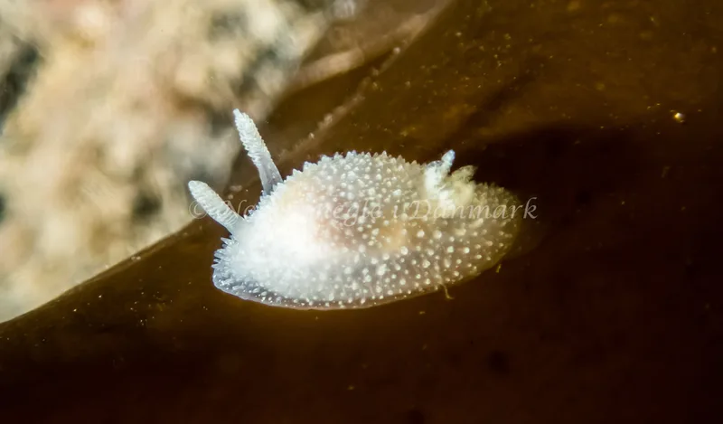 Acanthodoris pilosa - Trykkerdammen - Foto: Kenneth Krull