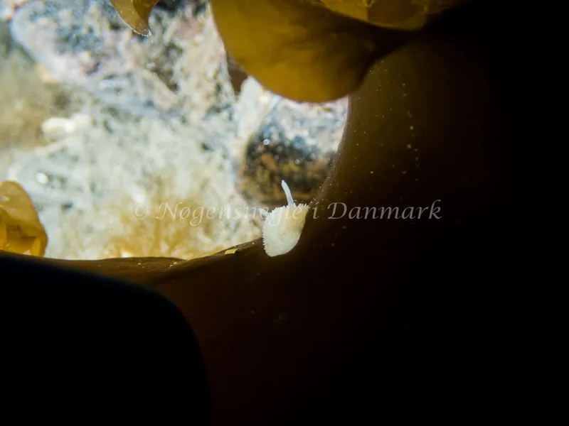Acanthodoris pilosa - Trykkerdammen - Foto: Kenneth Krull