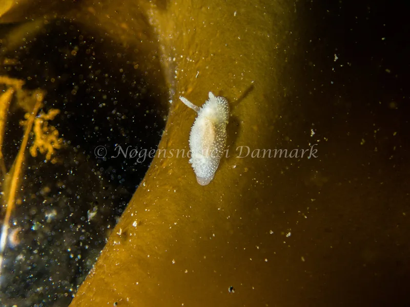 Acanthodoris pilosa - Trykkerdammen - Foto: Kenneth Krull