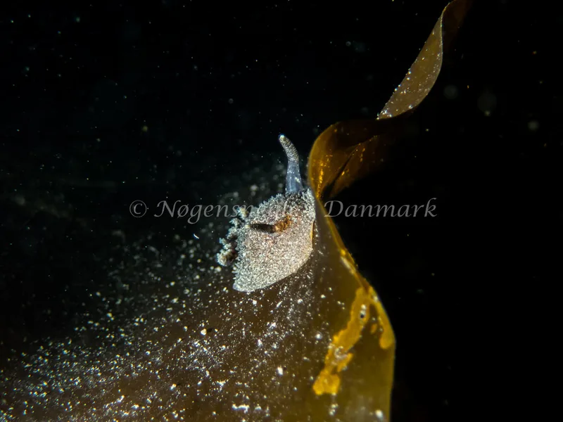 Acanthodoris pilosa - Trykkerdammen - Foto: Kenneth Krull