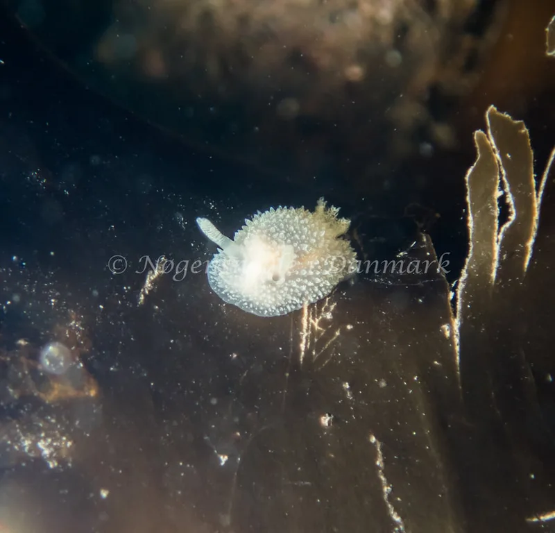 Acanthodoris pilosa - Trykkerdammen - Foto: Kenneth Krull