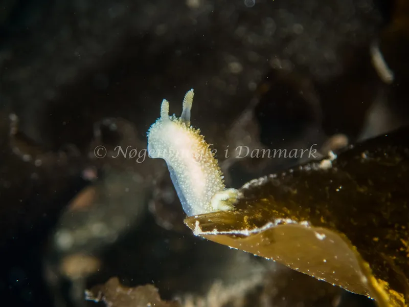 Acanthodoris pilosa - Trykkerdammen - Foto: Kenneth Krull