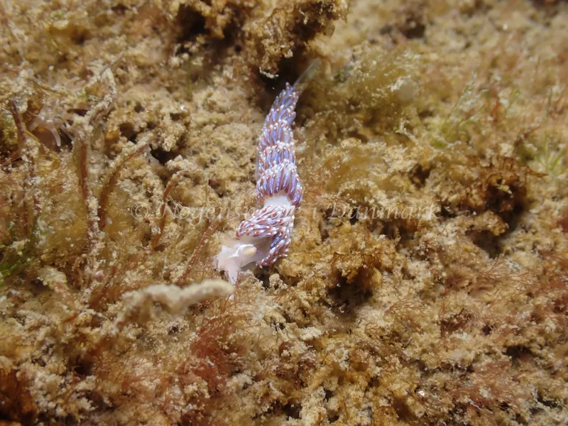 Facelina auriculata - Sydmolen, Skagen - Foto: Esben Sick