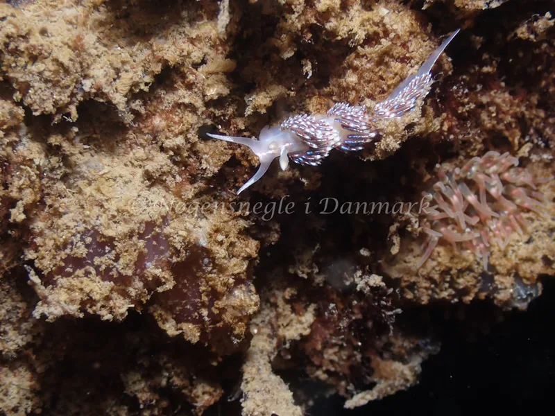 Facelina auriculata - Sydmolen, Skagen - Foto: Esben Sick