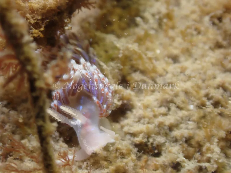 Facelina auriculata - Sydmolen, Skagen - Foto: Esben Sick