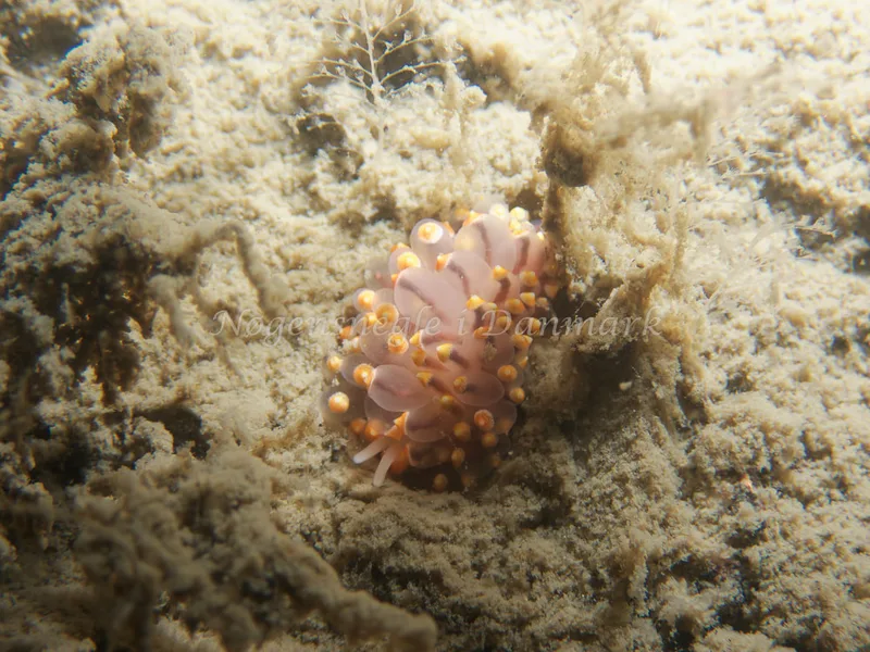 Eubranchus tricolor - Robert S/S (Vrag) - Foto: Kenneth Krull
