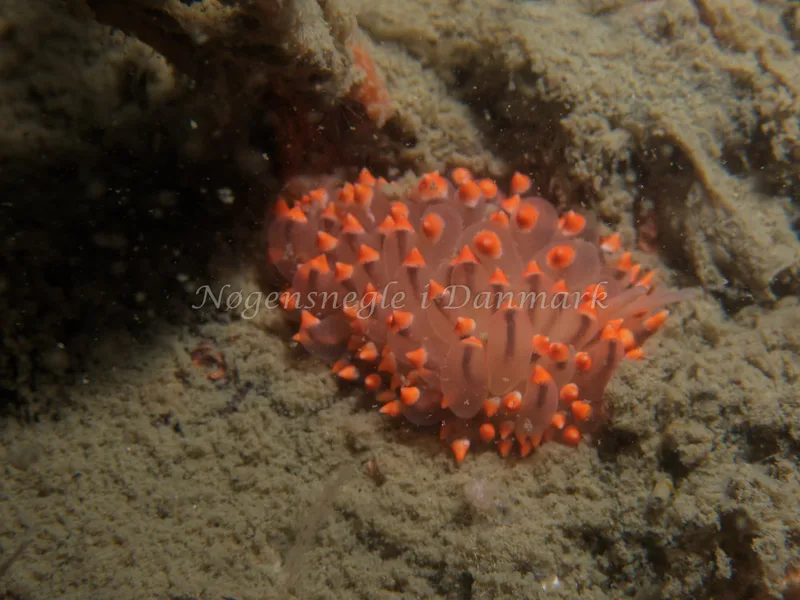 Eubranchus tricolor - Robert S/S (Vrag) - Foto: Kenneth Krull
