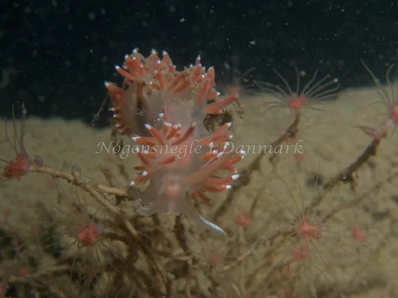 Coryphella verrucosa - Robert S/S (Vrag) - Foto: Kenneth Krull