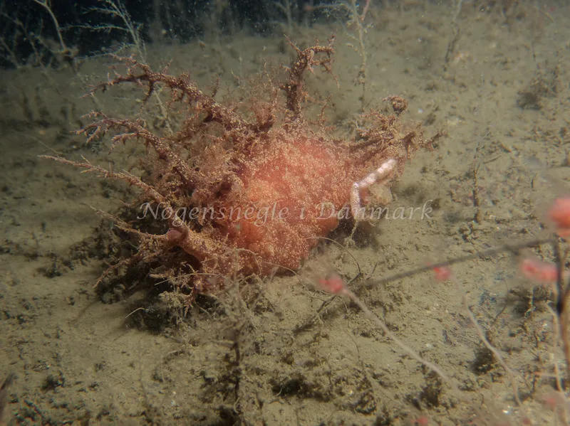 Dendronotus europaeus - Robert S/S (Vrag) - Foto: Kenneth Krull