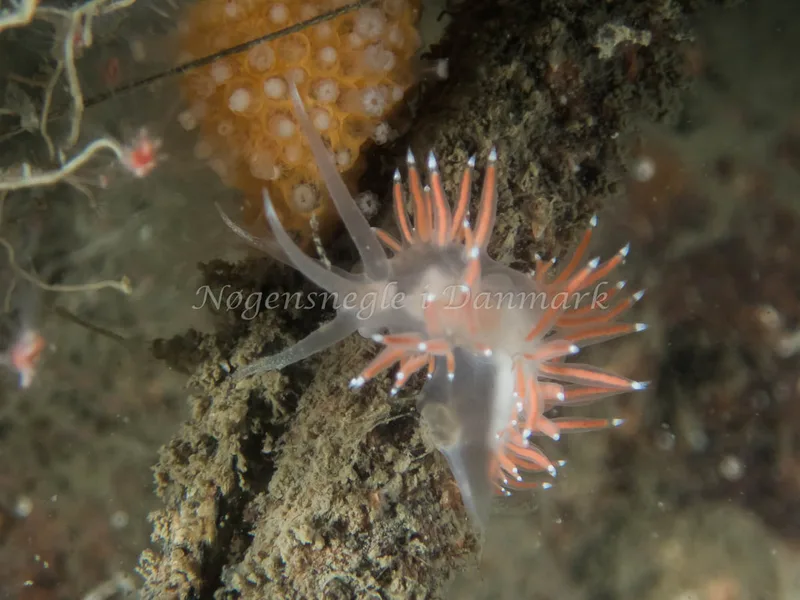 Coryphella verrucosa rufibranchialis - Otto S/S (Vrag) - Foto: Kenneth Krull