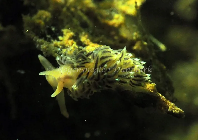 Facelina cf bostoniensis - Teglværkshavnen - Foto: Jens Egon Jørgensen