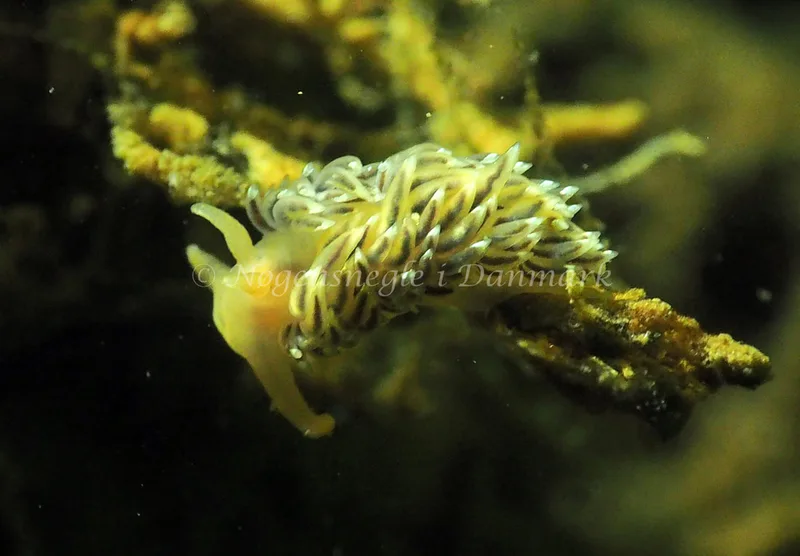 Facelina cf bostoniensis - Teglværkshavnen - Foto: Jens Egon Jørgensen