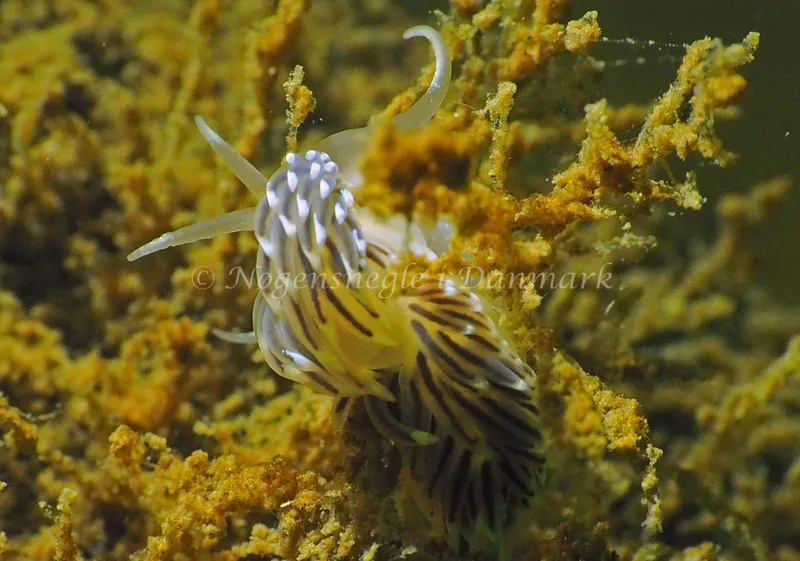 Facelina cf bostoniensis - Teglværkshavnen - Foto: Jens Egon Jørgensen