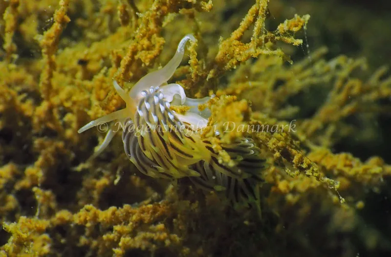 Facelina cf bostoniensis - Teglværkshavnen - Foto: Jens Egon Jørgensen