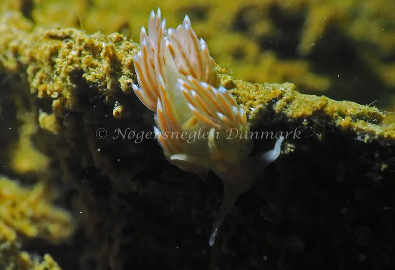 Facelina cf bostoniensis - Teglværkshavnen - Foto: Jens Egon Jørgensen