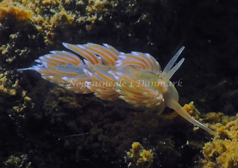 Facelina cf bostoniensis - Teglværkshavnen - Foto: Jens Egon Jørgensen