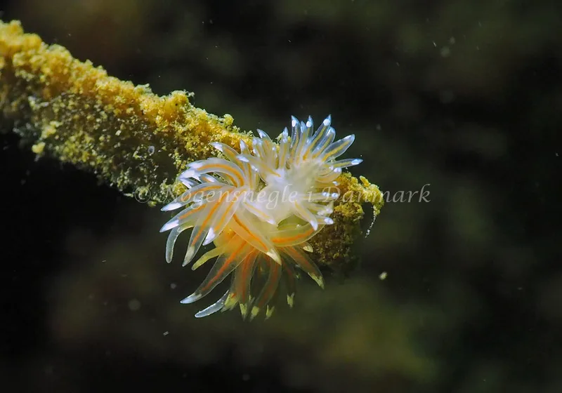 Facelina cf bostoniensis - Teglværkshavnen - Foto: Jens Egon Jørgensen