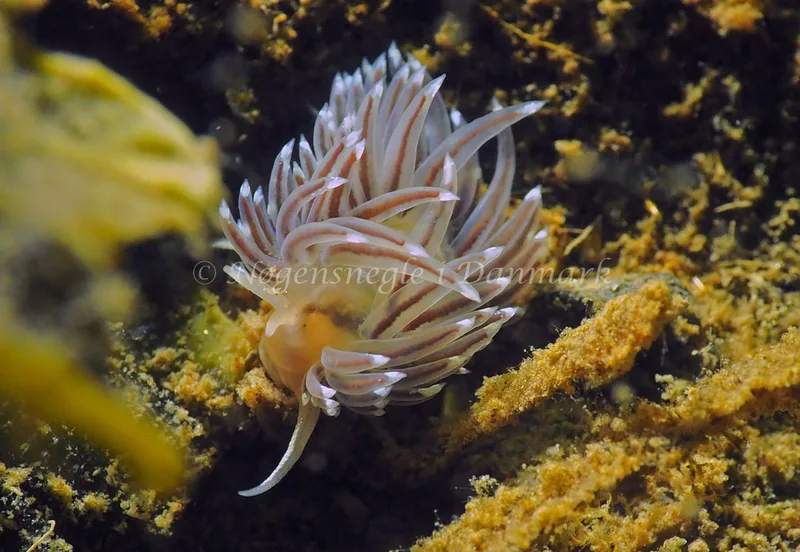 Facelina cf bostoniensis - Teglværkshavnen - Foto: Jens Egon Jørgensen