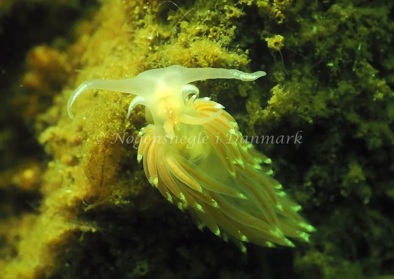 Facelina cf bostoniensis - Kollund Lillestrand - Foto: Jens Egon Jørgensen