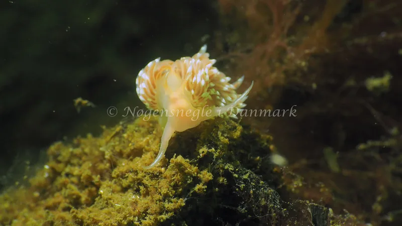 Facelina cf bostoniensis - Kollund Lillestrand - Foto: Jens Egon Jørgensen