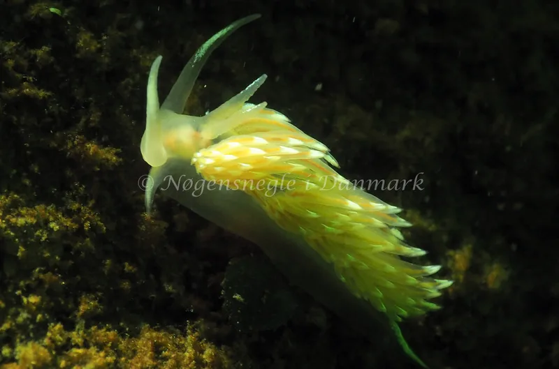 Facelina cf bostoniensis - Kollund Lillestrand - Foto: Jens Egon Jørgensen