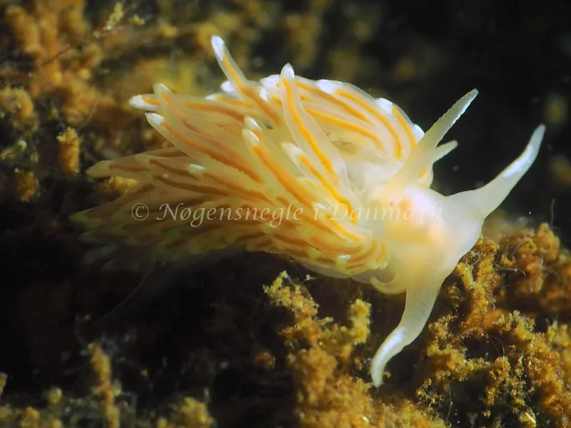 Facelina cf bostoniensis - Kollund Lillestrand - Foto: Jens Egon Jørgensen