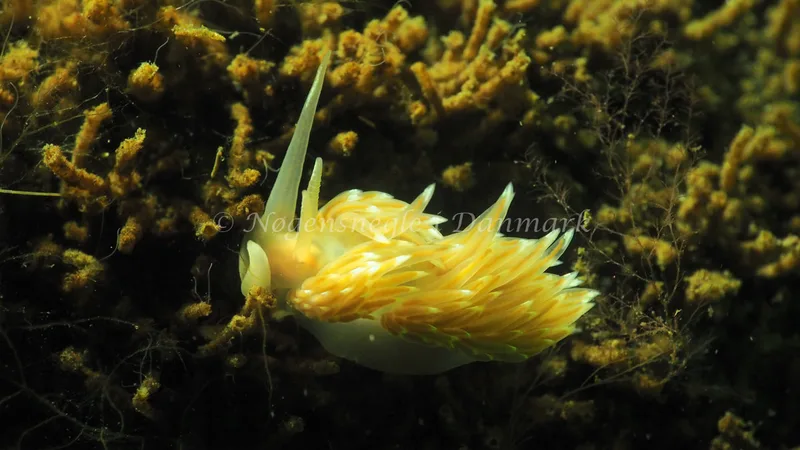 Facelina cf bostoniensis - Kollund Lillestrand - Foto: Jens Egon Jørgensen