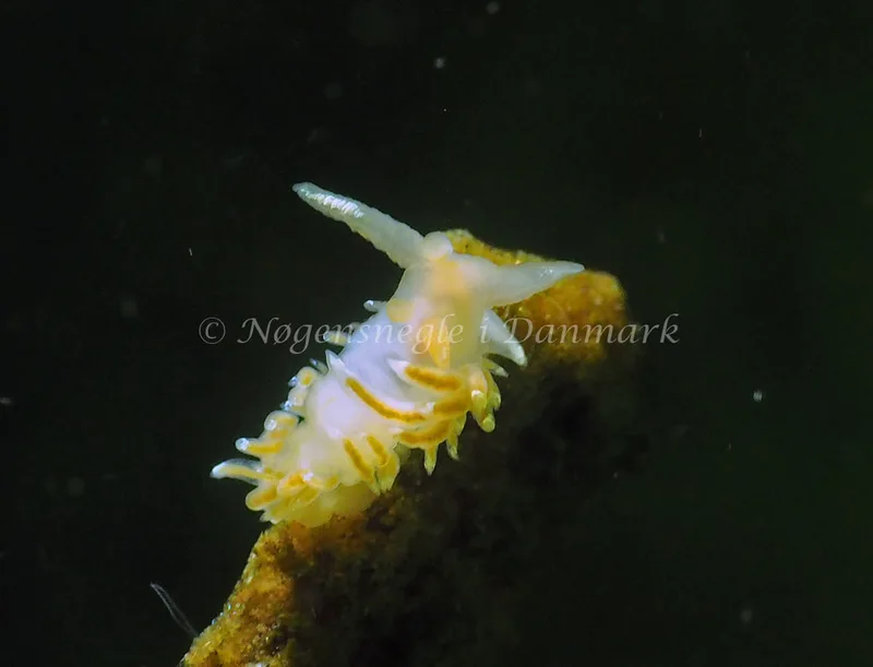 Facelina cf bostoniensis - Kollund Lillestrand - Foto: Jens Egon Jørgensen
