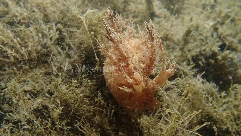Dendronotus frondosus - Landgangsbåden - Foto: Kenneth Krull