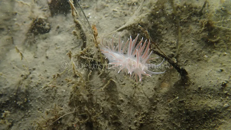 Fjordia lineata - Landgangsbåden - Foto: Kenneth Krull