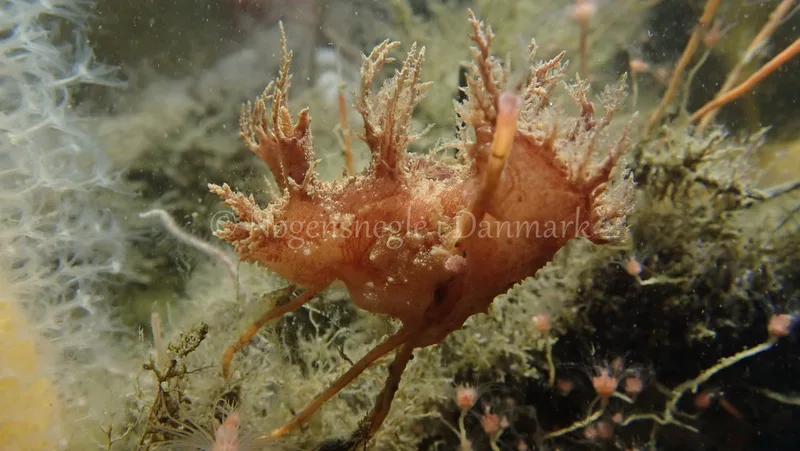 Dendronotus frondosus - Landgangsbåden - Foto: Kenneth Krull