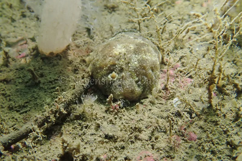 Doris pseudoargus - Cementprammen - Foto: Kenneth Krull