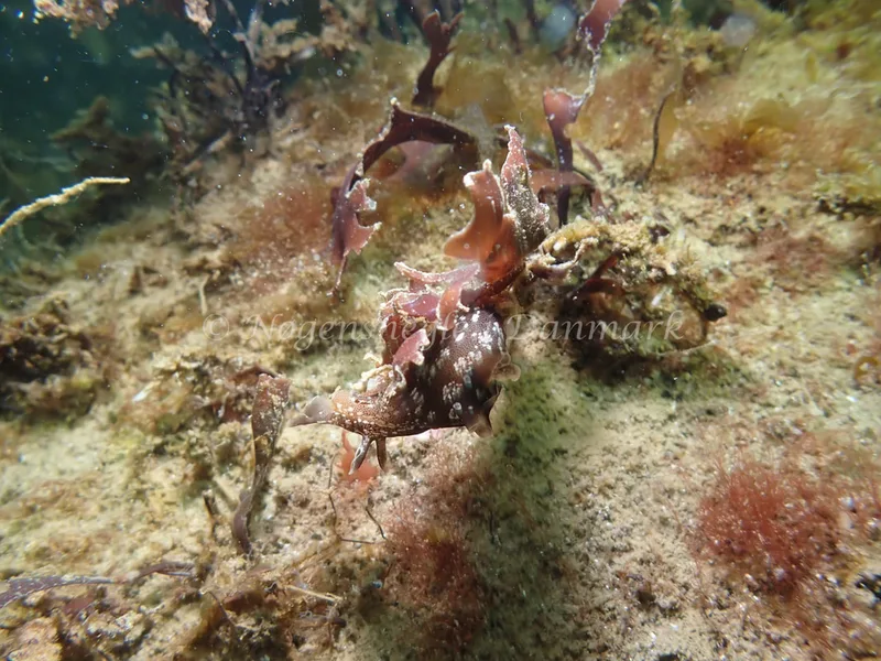 Aplysia punctata - Sydmolen, Skagen - Foto: Esben Sick