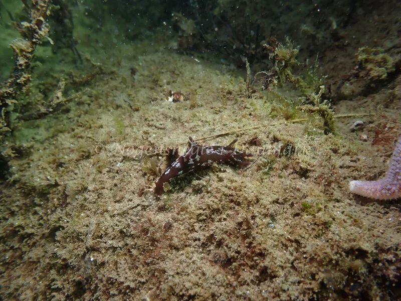 Aplysia punctata - Sydmolen, Skagen - Foto: Esben Sick