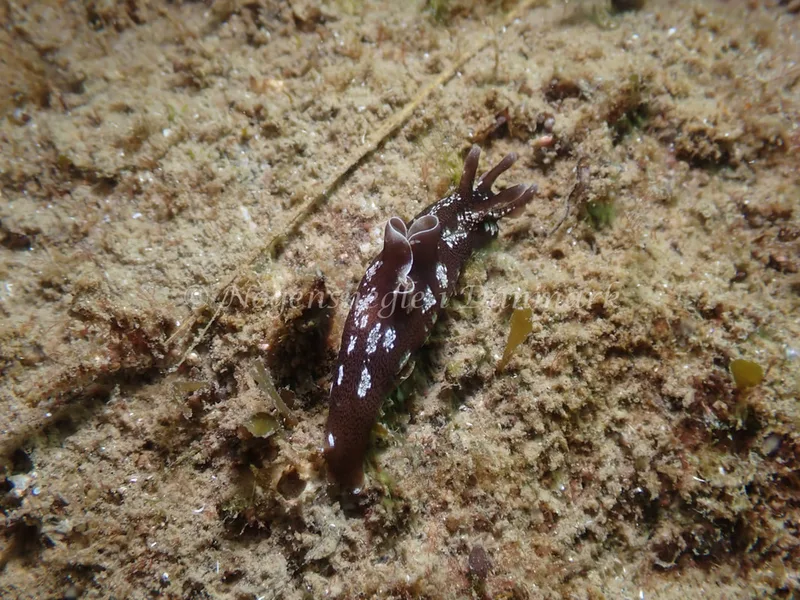 Aplysia punctata - Sydmolen, Skagen - Foto: Esben Sick