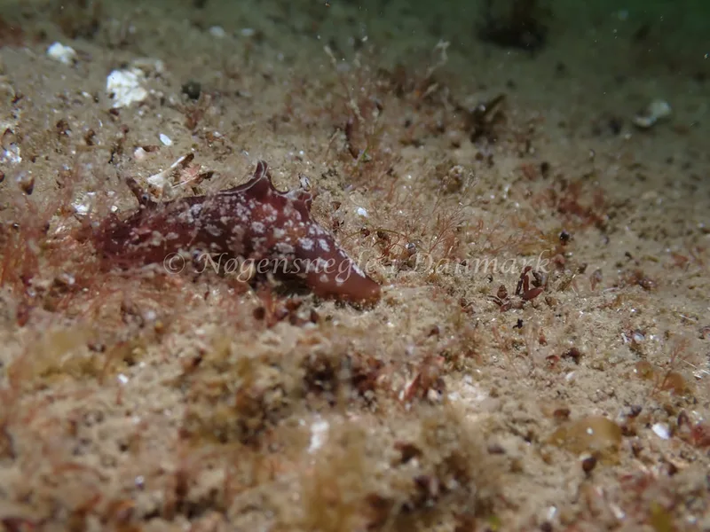 Aplysia punctata - Sydmolen, Skagen - Foto: Esben Sick