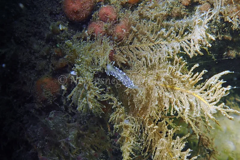 Cuthonella concinna - Ammoniakhavnen - Foto: Jens Egon Jørgensen