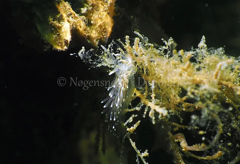Cuthonella concinna - Ammoniakhavnen - Foto: Jens Egon Jørgensen
