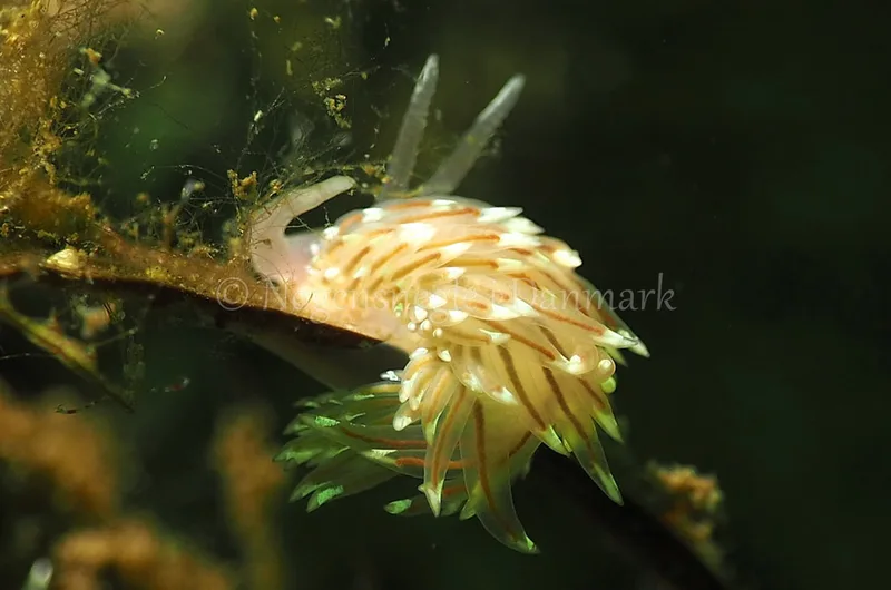 Facelina bostoniensis - Kollund Lillestrand - Foto: Jens Egon Jørgensen