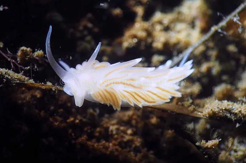 Facelina bostoniensis - Kollund Lillestrand - Foto: Jens Egon Jørgensen