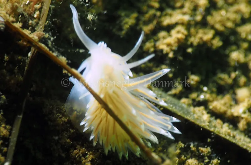 Facelina bostoniensis - Kollund Lillestrand - Foto: Jens Egon Jørgensen